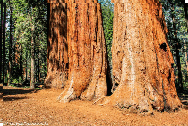 Listen to the Sequoias