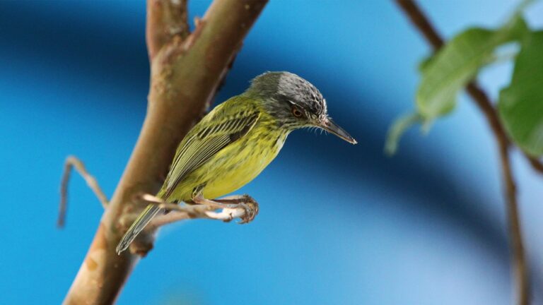 Decline in Songbirds due to Chemical Use