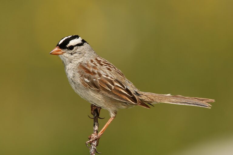 Sparrows affected by Pesticides