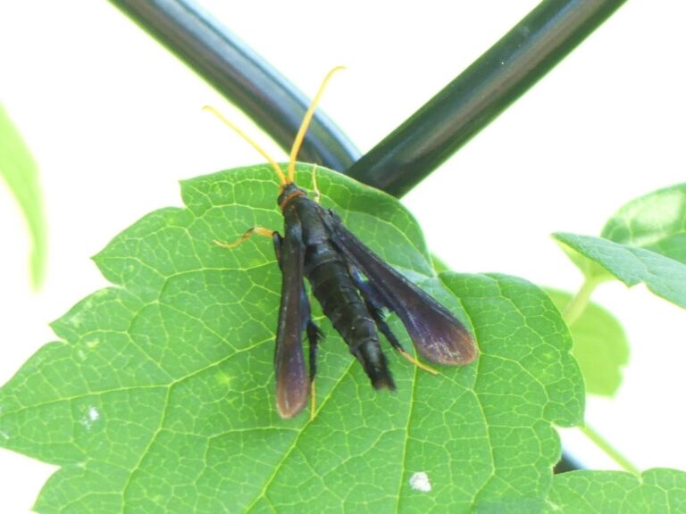 Pollinator/Wildlife Spotlife