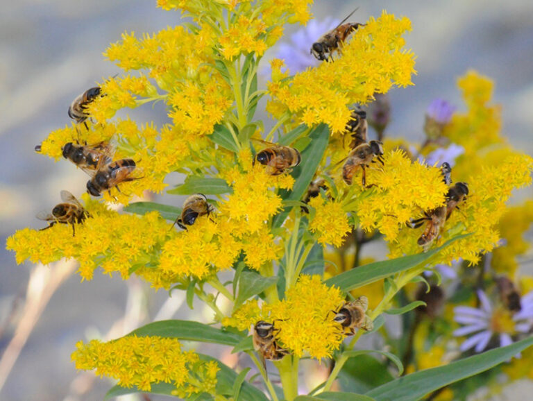 🌼🐝 Buzz & Bloom: Hoverflies & Goldenrod 🐝🌼