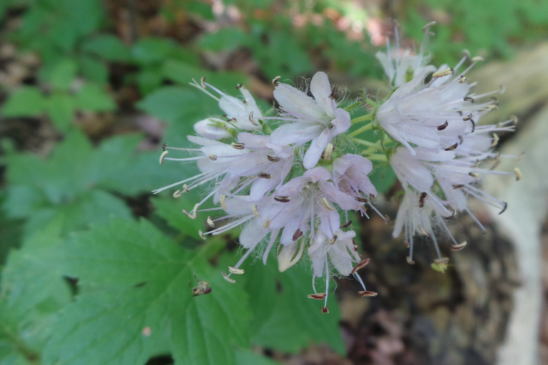 πΏπ€ NATIVE PLANT SPOTLIGHT: Virginia Waterleaf π€πΏ