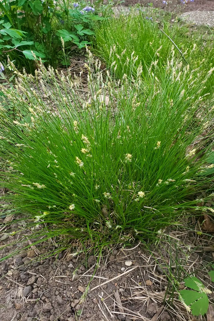 Native Plant Highlight