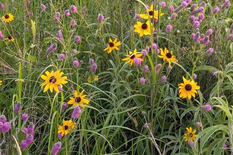 🌿 Why Habitats Matter 🌿