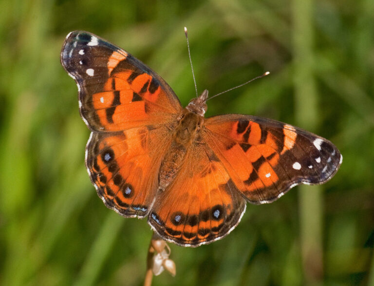 🦋🌼 Pollinator/Wildlife Spotlight: American Lady Butterfly 🌼🦋