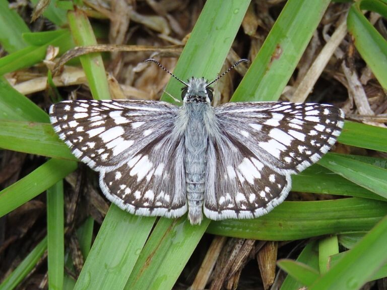 🦋🌸 POLLINATOR/WILDLIFE HIGHLIGHT: Common Checkered-Skipper
