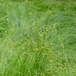 🌿✨ Native Plant Highlight: Eastern Star Sedge ✨🌿