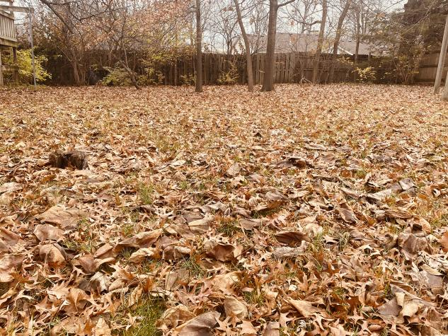 🍂 Habitat Connections: Leave the Leaves! 🍂