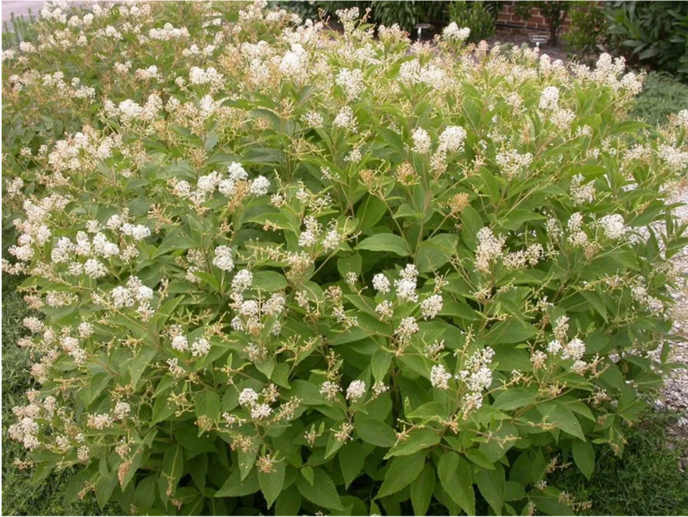 🌿 Native Plant Spotlight: New Jersey Tea 🌿
