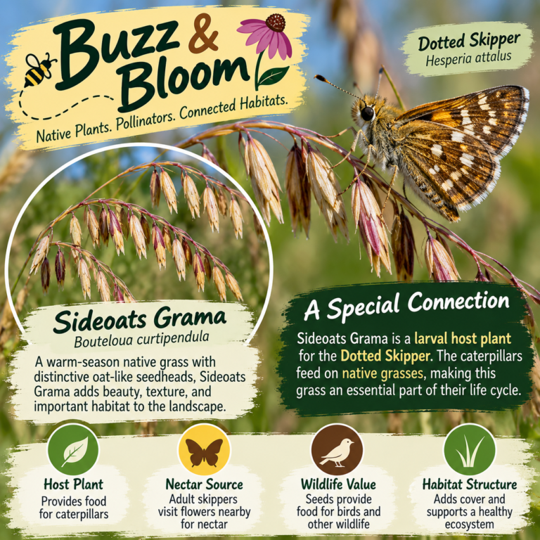 🌾🦋 Buzz & Bloom: Sideoats Grama + Dotted Skipper 🦋🌾