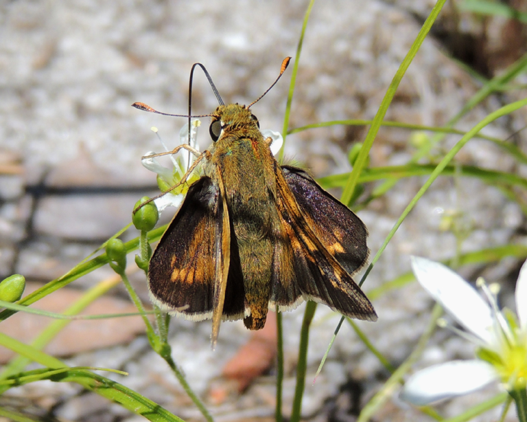 🦋 Pollinator/Wildlife Spotlight: Dotted Skipper 🦋