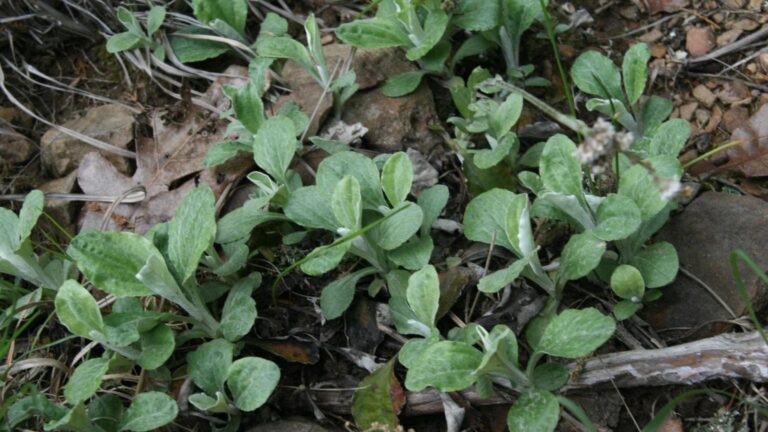 🌿🌸 Native Plant Highlight: Field Pussytoes 🌸🌿