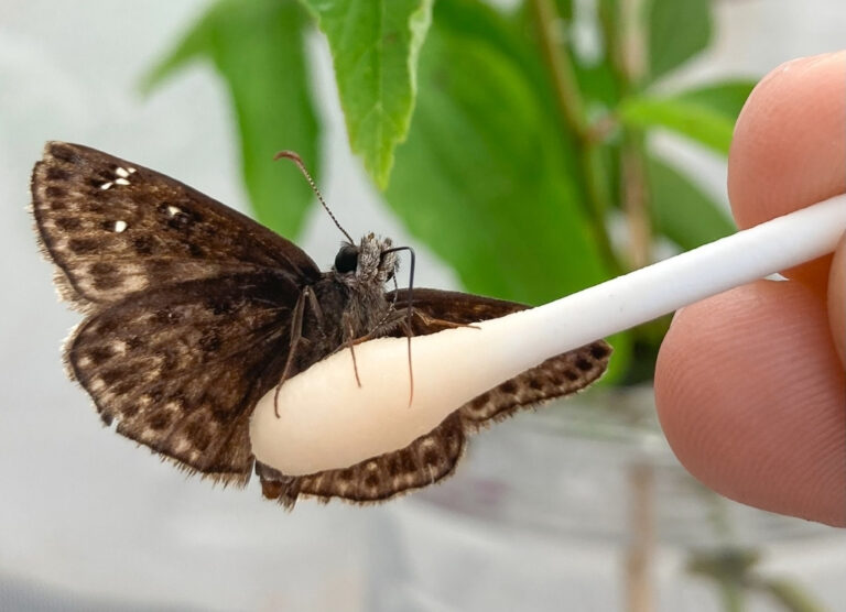 🦋 Pollinator/Wildlife Highlight: Mottled Duskywing 🦋