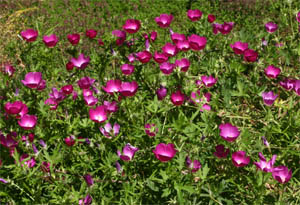 🌸💜 NATIVE PLANT SPOTLIGHT: Purple Poppy Mallow 💜🌸