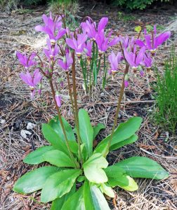🌸⭐ NATIVE PLANT SPOTLIGHT: Shooting Star ⭐🌸