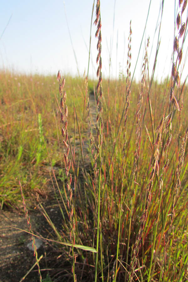 🌾 Native Plant Highlight: Sideoats Grama 🌾