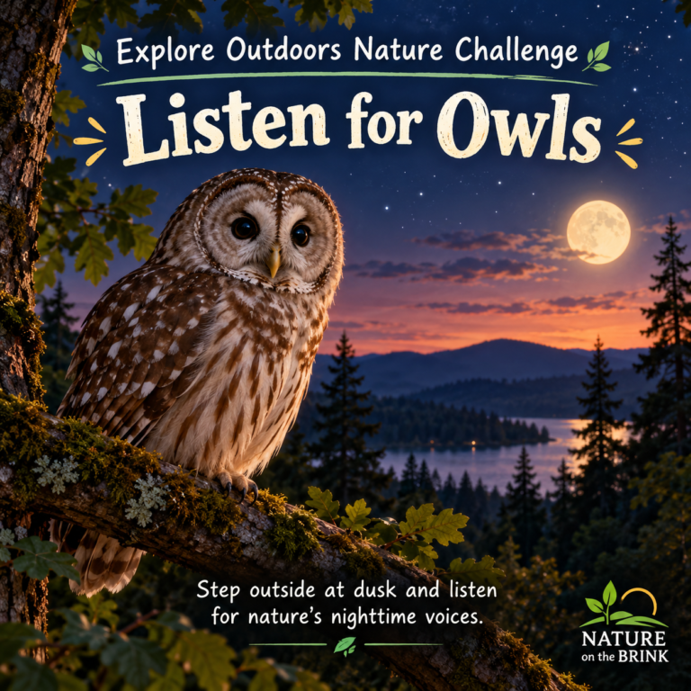 🦉🌙 Explore Outdoors Nature Challenge: Listen for Owls! 🌳🍂