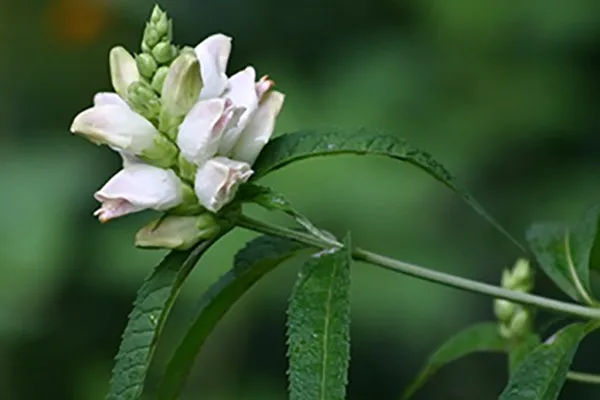 🌿🐢 Native Plant Highlight: White Turtlehead — A Flower with a Special Connection! 🦋🌸